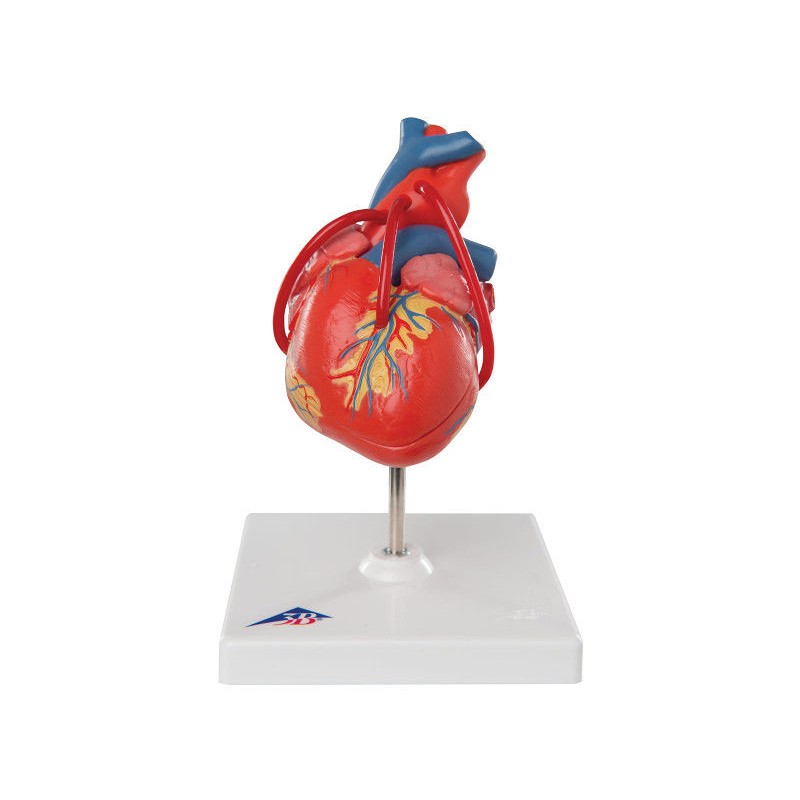 Organy i narządy 3B Scientific G05