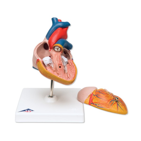 Organy i narządy 3B Scientific G08