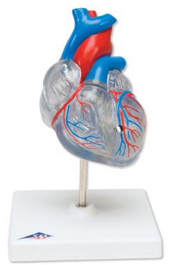 Organy i narządy 3B Scientific G08/3