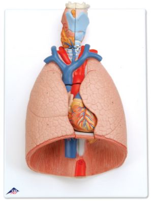 Organy i narządy 3B Scientific G15