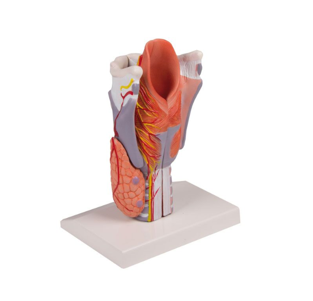 Organy i narządy 3B Scientific G221