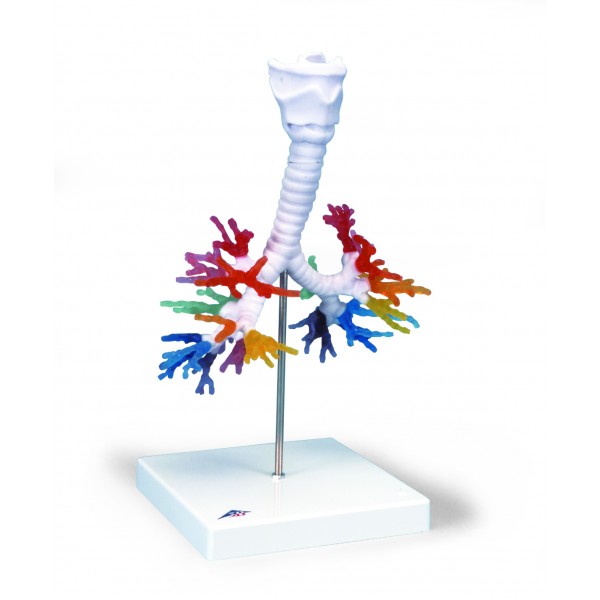 Organy i narządy 3B Scientific G23