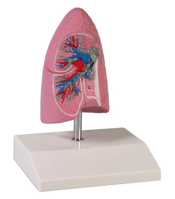 Organy i narządy 3B Scientific G252