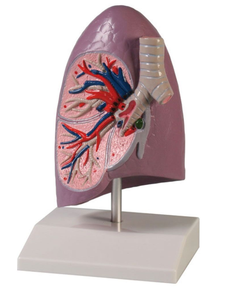 Organy i narządy 3B Scientific G253