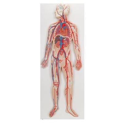 Organy i narządy 3B Scientific G30
