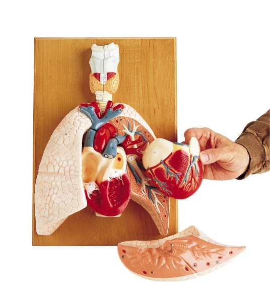 Organy i narządy 3B Scientific G400