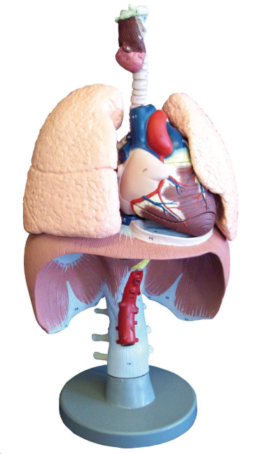 Organy i narządy 3B Scientific G410