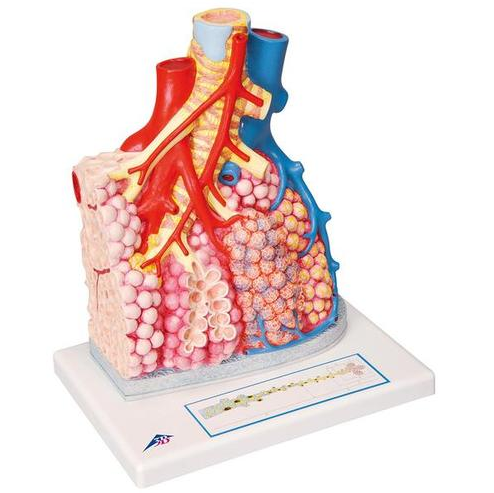 Organy i narządy 3B Scientific G60 