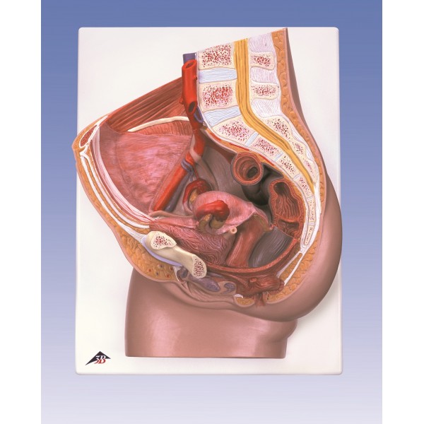 Organy i narządy 3B Scientific H10