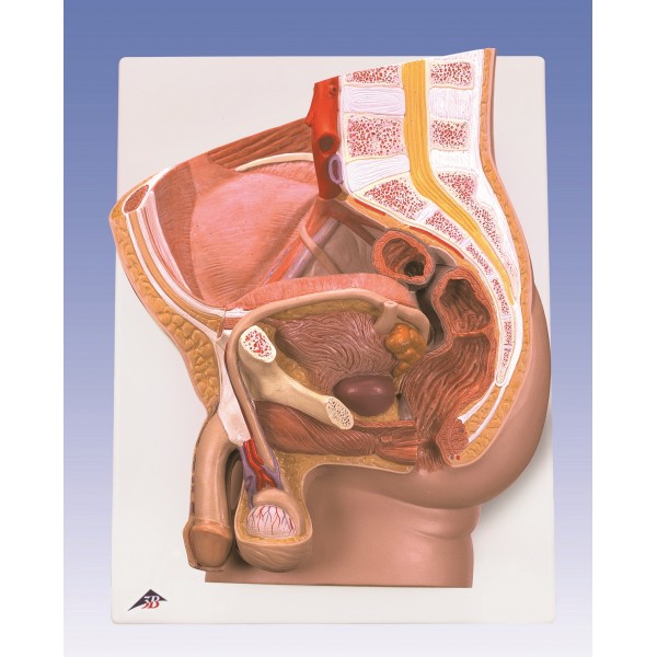 Organy i narządy 3B Scientific H11