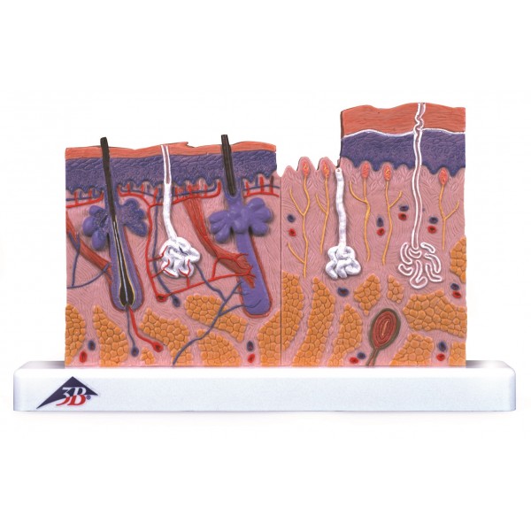 Organy i narządy 3B Scientific J11