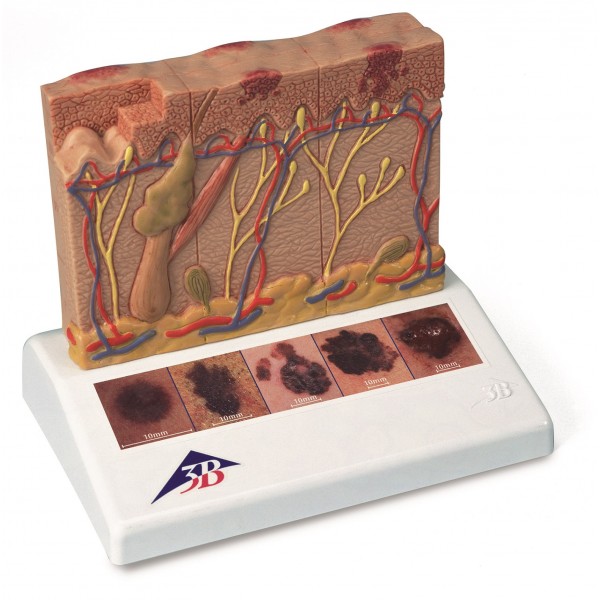 Organy i narządy 3B Scientific J15