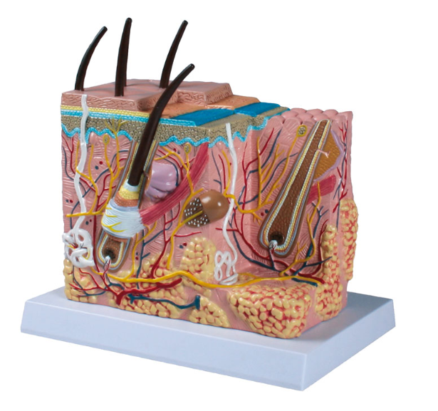 Organy i narządy 3B Scientific J213