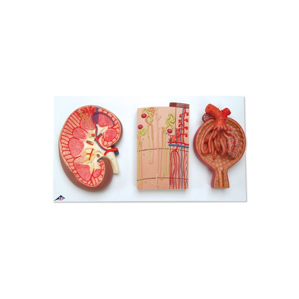 Organy i narządy 3B Scientific K11