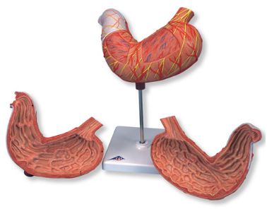 Organy i narządy 3B Scientific K15