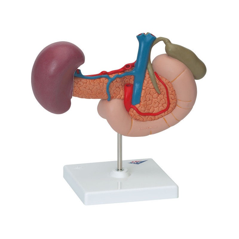Organy i narządy 3B Scientific K22
