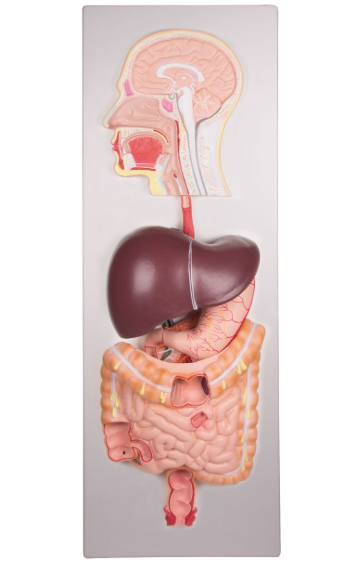 Organy i narządy 3B Scientific K221