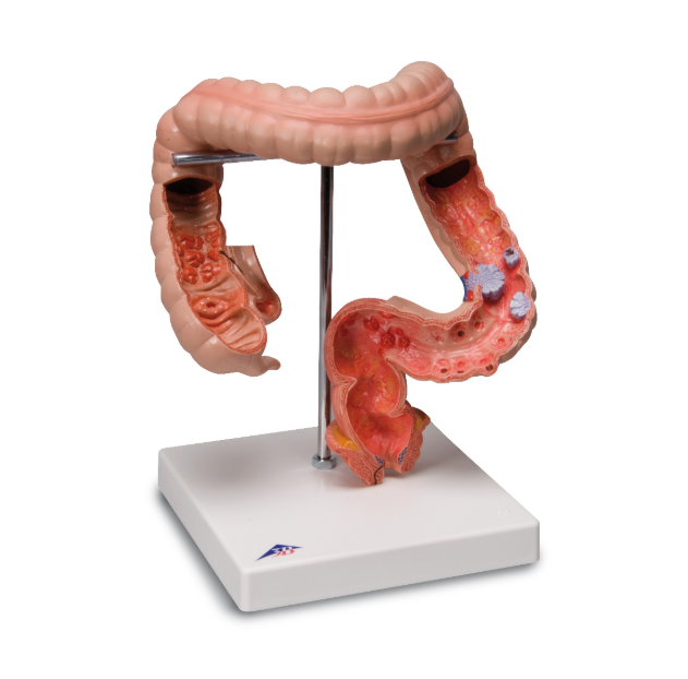 Organy i narządy 3B Scientific K55