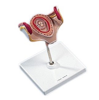 Organy i narządy 3B Scientific L10/1