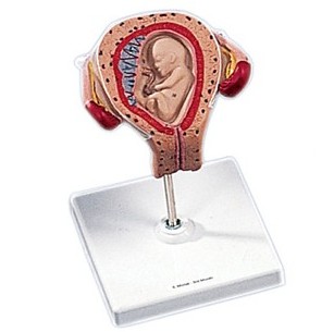 Organy i narządy 3B Scientific L10/3