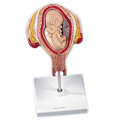 Organy i narządy 3B Scientific L10/4