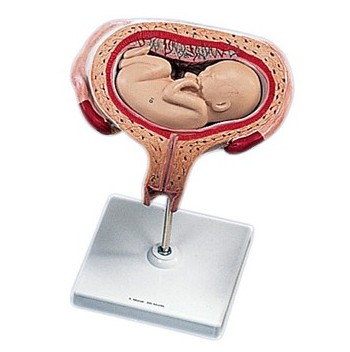 Organy i narządy 3B Scientific L10/6