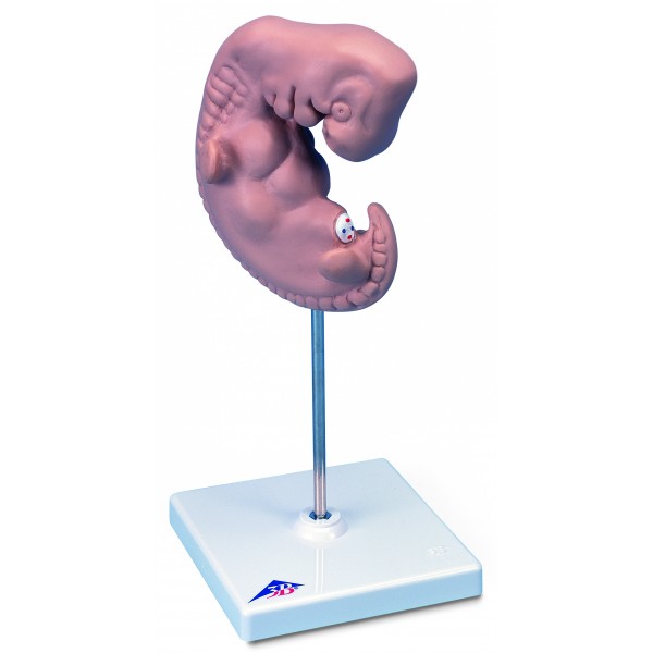 Organy i narządy 3B Scientific L15