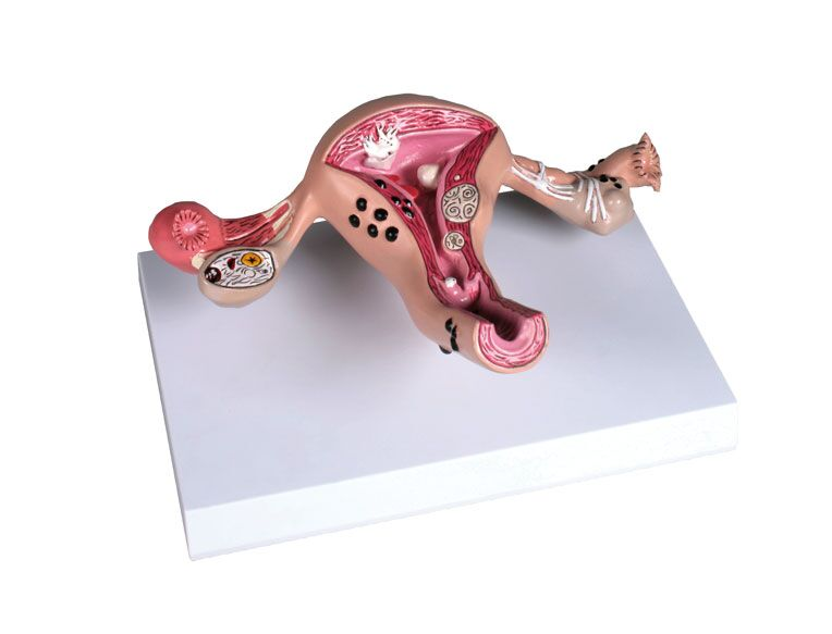 Organy i narządy 3B Scientific L262