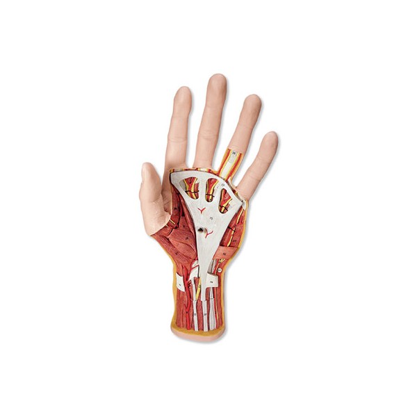 Organy i narządy 3B Scientific M18