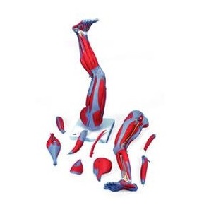 Organy i narządy 3B Scientific M20