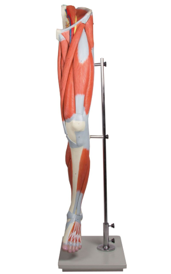 Organy i narządy 3B Scientific M220