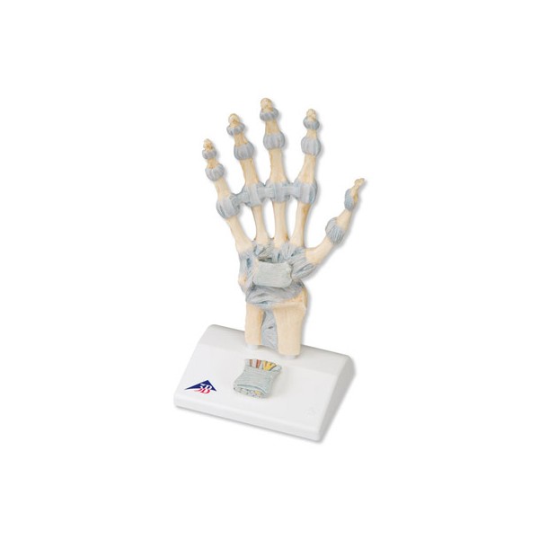 Organy i narządy 3B Scientific M33