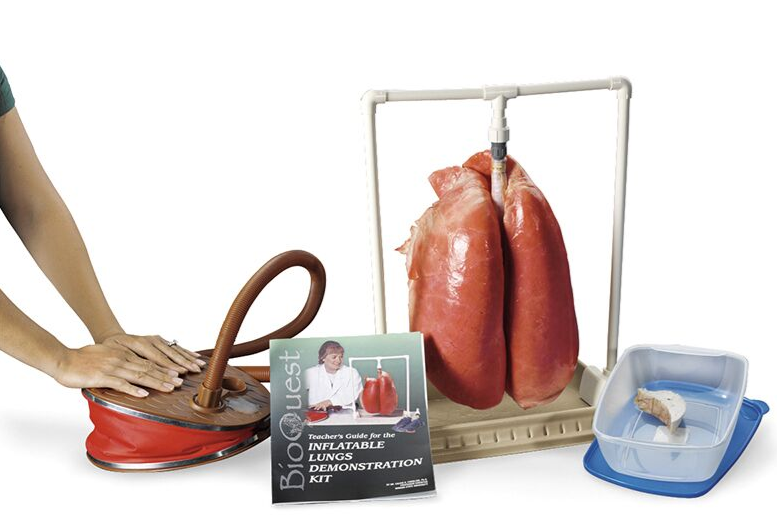 Organy i narządy 3B Scientific R10060