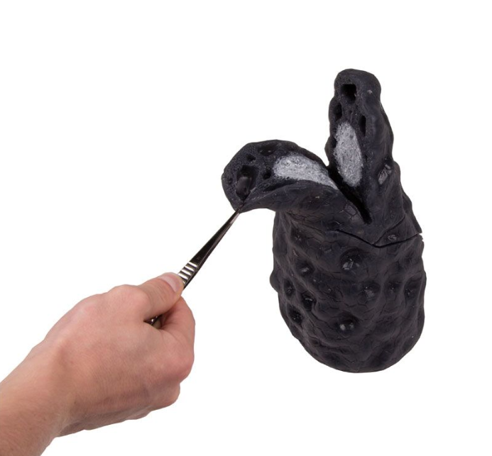 Organy i narządy 3B Scientific R10062