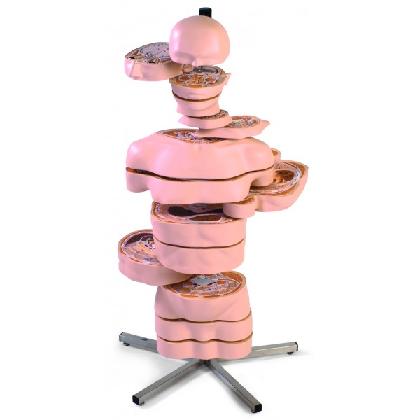 Organy i narządy 3B Scientific VA20