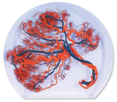 Organy i narządy 3B Scientific W10604