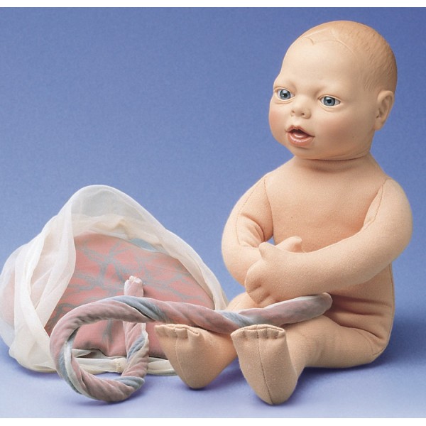 Organy i narządy 3B Scientific W43038 + W43039