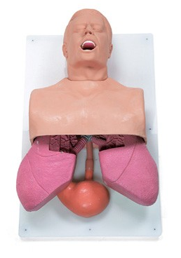 Organy i narządy 3B Scientific W44668