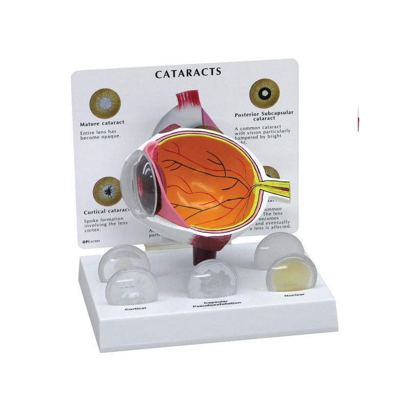 Organy i narządy 3B Scientific W47852