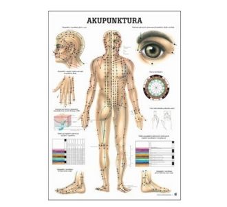 Plansze anatomiczne Rüdiger-Anatomie Akupunktura
