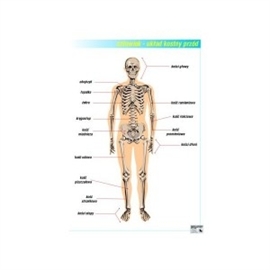 Plansze anatomiczne B/D ANATOMIA CZŁOWIEKA - zestaw 31 plansz