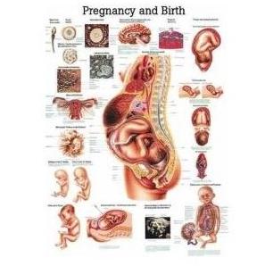 Plansze anatomiczne Rüdiger-Anatomie Ciąża i poród