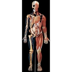 Plansze anatomiczne Nasco SB22232M