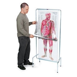 Plansze anatomiczne Nasco SB23900M