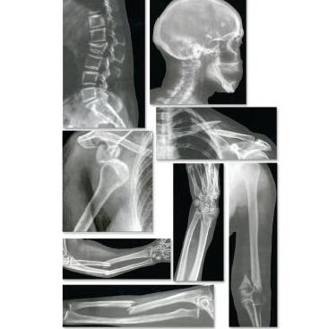 Plansze anatomiczne Nasco SB43367U