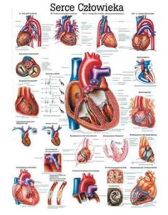 Plansze anatomiczne Rüdiger-Anatomie Serce człowieka