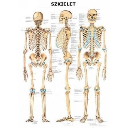 Plansze anatomiczne Rüdiger-Anatomie Szkielet