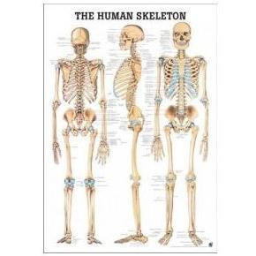 Plansze anatomiczne Rüdiger-Anatomie Szkielet 3D
