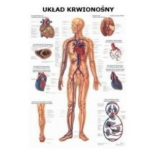 Plansze anatomiczne Rüdiger-Anatomie Układ krwionośny