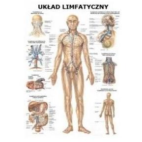 Plansze anatomiczne Rüdiger-Anatomie Układ limfatyczny